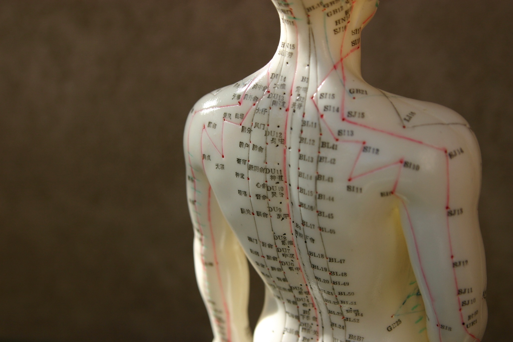 Acupunctuurmodel met meridianen en acupunctuurpunten